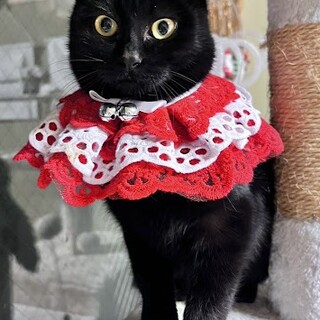 人慣れ完璧みなとちゃん