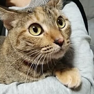 甘えん坊のくるみちゃん