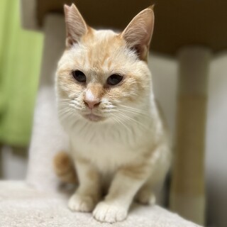 穏やかな猫さんです
