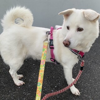  半垂れ耳がチャームポイントの女の子ころん