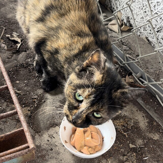 工場の敷地内で保護した若いサビ猫
