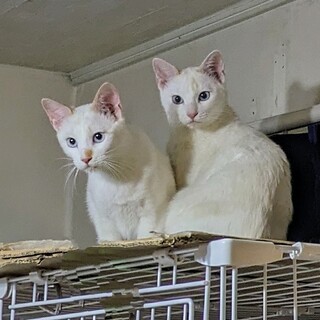 仲良し白猫兄弟　2匹一緒に！