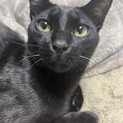 推定1歳黒猫エレン君