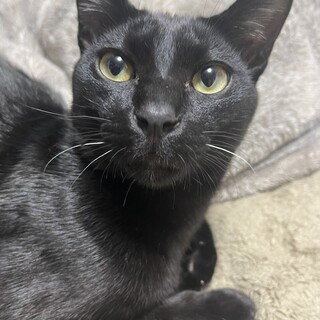 推定1歳黒猫エレン君