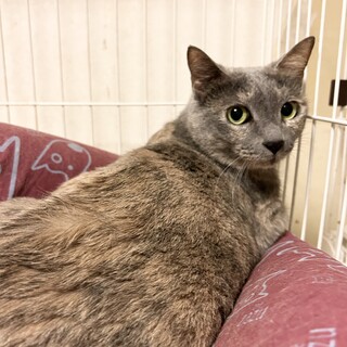 別嬪さんです！お見合い可能