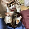 猫と静かに暮らしたい人向き♪マイペースな三毛猫