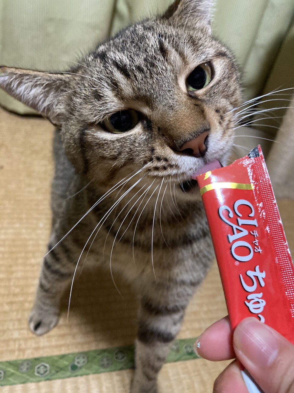 遊ぶの大好き♪ちゅーるに目がない！ピュア男子 サムネイル5