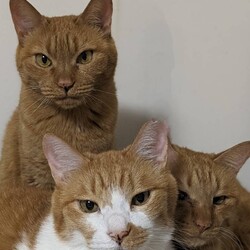 琴ちゃんとこまめ君とせんた君