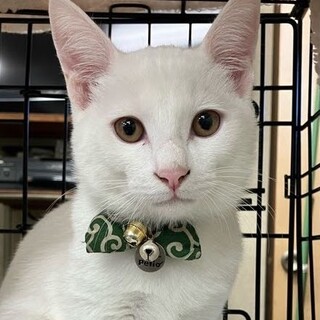 募集停止ナレナレ白猫男子⭐️ぼたん