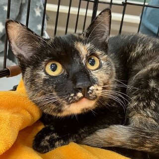 募集停止かわいいサビ猫♡くろみつ