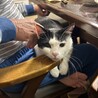 ものすごく人慣れしてる黒白メスさん サムネイル4