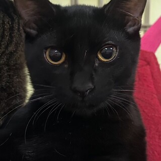 12/31赤羽譲渡会♡優しいモヒちゃん☆