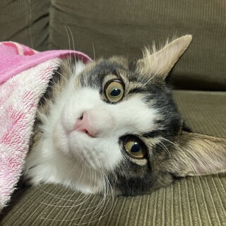 長毛くん　生後5ヶ月　子猫