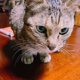 甘えん坊のかわいいキジトラ女の子です