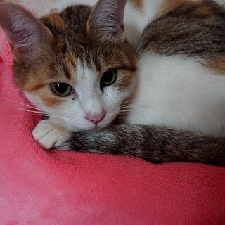 三毛猫うららちゃん