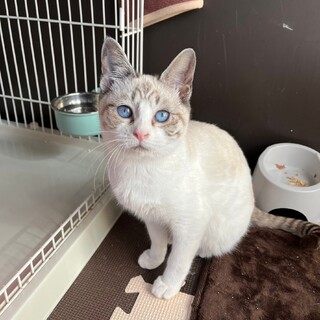 ピンクのお鼻、青い目。シャムトラのはなちゃん。