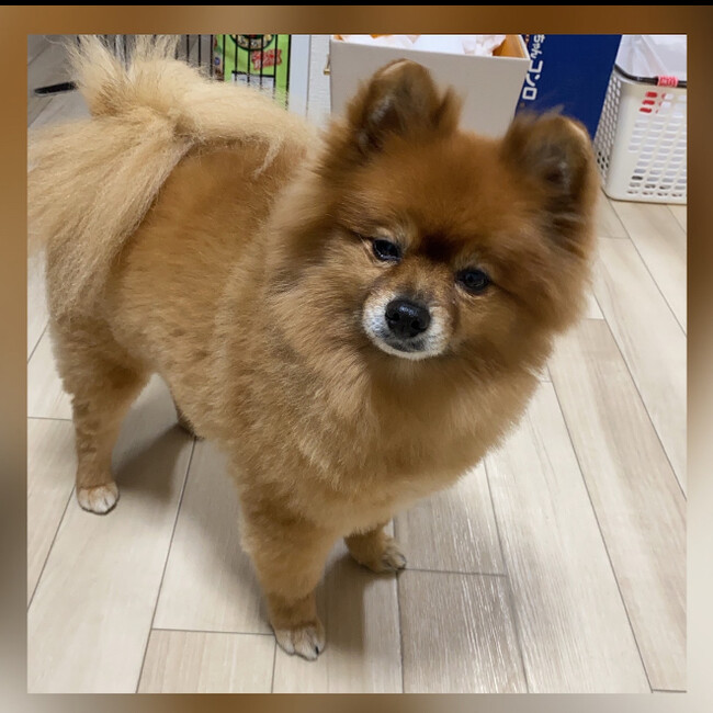 つぶななのカバー写真