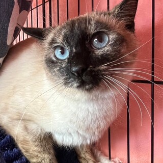 珍しい模様のシャムMIXのみらいちゃん。