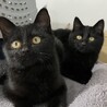 里親決定。避妊済み黒猫キャロル4ヶ月 サムネイル4