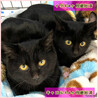 里親決定。避妊済み黒猫キャロル4ヶ月 サムネイル6
