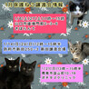 里親決定。避妊済み黒猫キャロル4ヶ月 サムネイル7