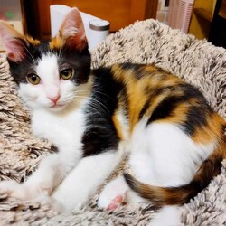 in瀬戸市☆初猫☆猫始め☆子猫もいるお正月祭！☆2024年1月3日（水）～ ちーむ にゃいんず