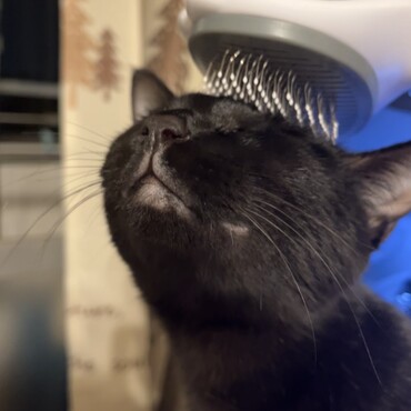 ブラシングが怖くて逃げ回っていましたが、ようやくブラシングの良さをわかってきたようです(。-ω-)