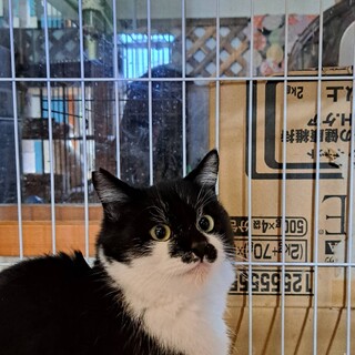 まんまる金色の目個性的なお顔 ふくら雀のような中毛