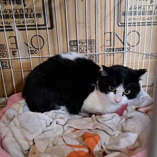 ふくら雀のような中毛ハチワレ女子4ヶ月