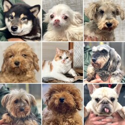 新春★２０２４初譲渡会♪ サムネイル1