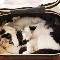 in春日井市☆初猫☆猫始め☆子猫もいるお正月祭！☆2024年1月6日（土）～ちーむ にゃいんず