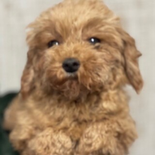 23-W415　ティーカッププードル♪