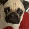 パグ男飼い主