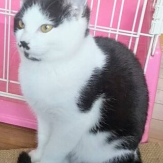 ハチワレ　人懐こい　４か月　女の子です