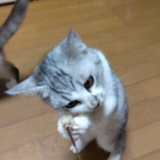 シャイでおとなしいです