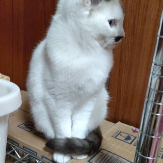 シャムミックス　好奇心旺盛な女の子