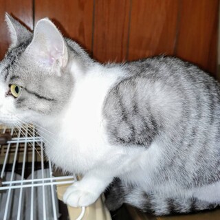 さば白のきれいな女の子