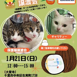 ねこの譲渡会 サムネイル1