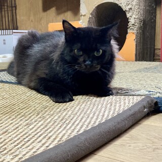 穏やかな、長毛の黒猫ちゃん