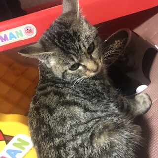 キジトラの甘えん坊の男の子