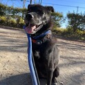 元野犬のうーろんちゃん‼︎