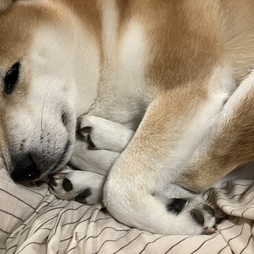 みかんの写真