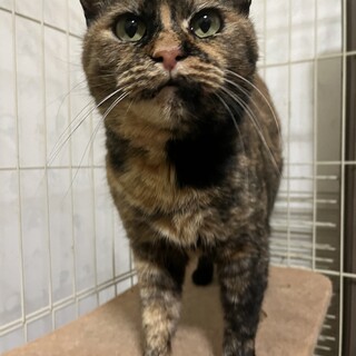 人が大好きな女の子です