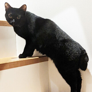 ビビりだけど私頑張ってるよ！ふっくらゆめちゃん