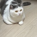 マンチカン　2歳　男の子去勢済み