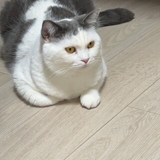 マンチカン　2歳　男の子去勢済み