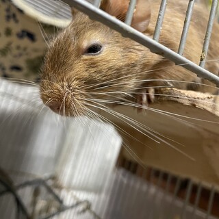 【交渉中】デグー　オス　サンド※訳あり