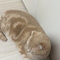 クリームタビー　男の子　2歳