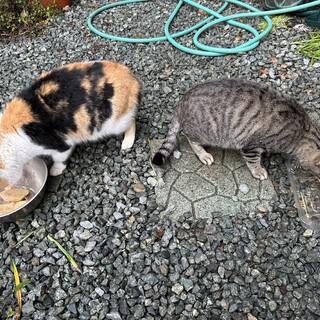 三毛猫、キジ猫    