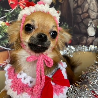 チワワ　ライクちゃん　11ヶ月里親募集一時停止中